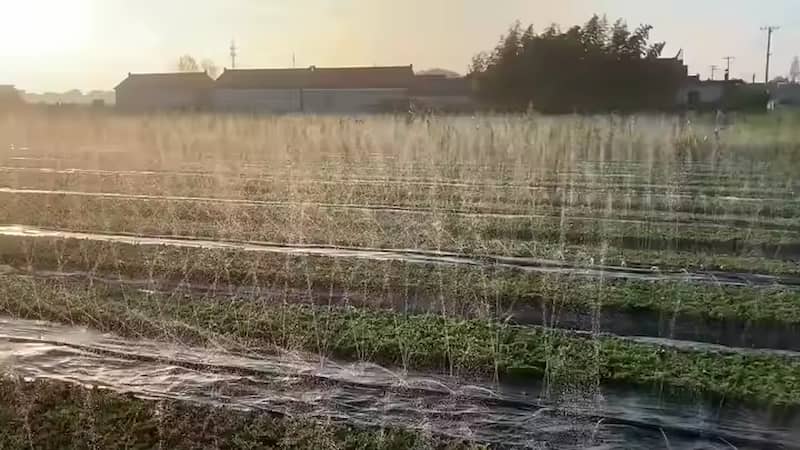 تصویر 4 از نوار آبیاری بارانی با پخش یکنواخت آب در زمین